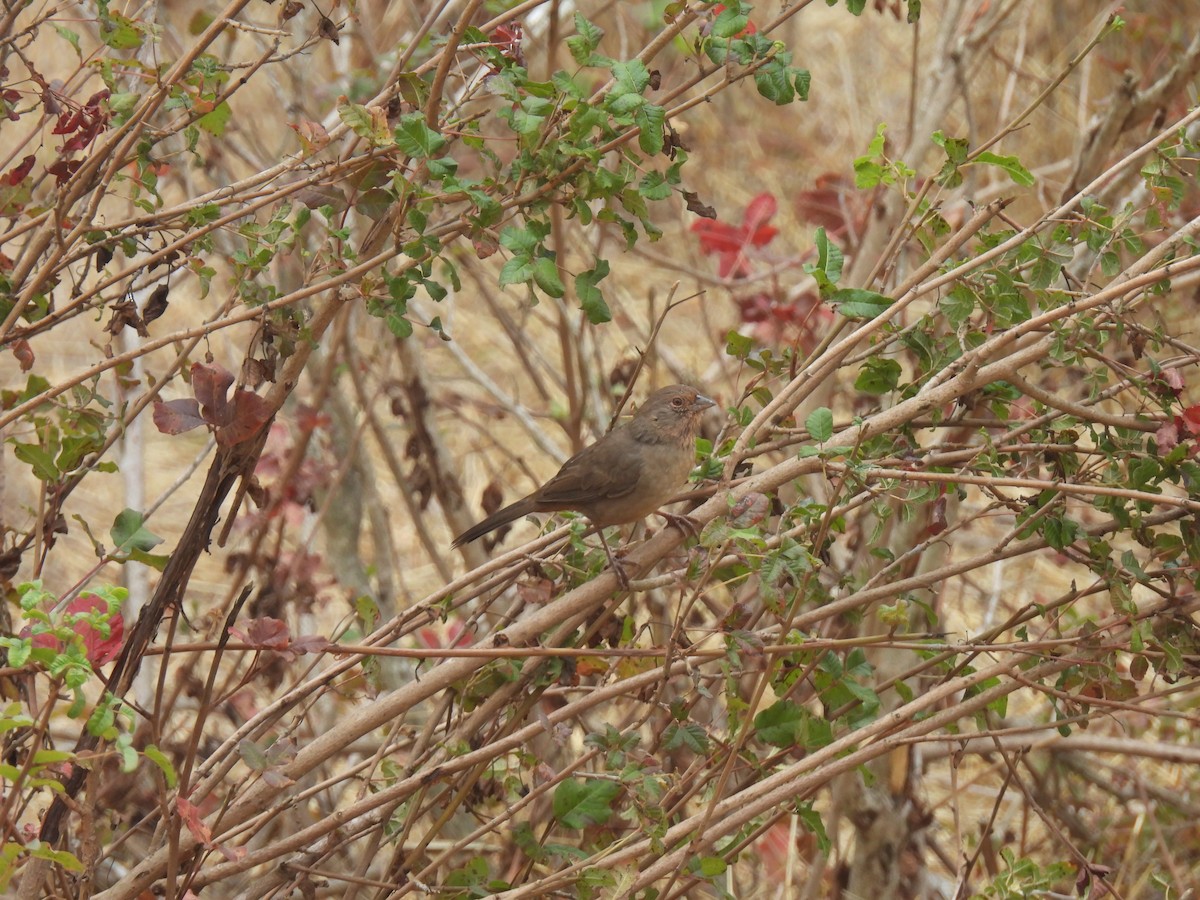 California Towhee - ML642978360