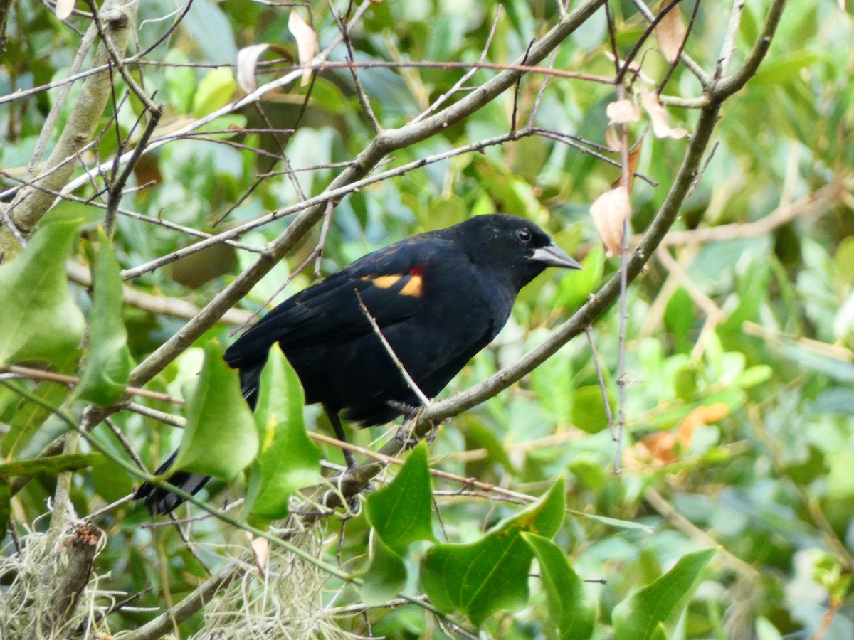 Red-winged Blackbird (Red-winged) - ML642978366