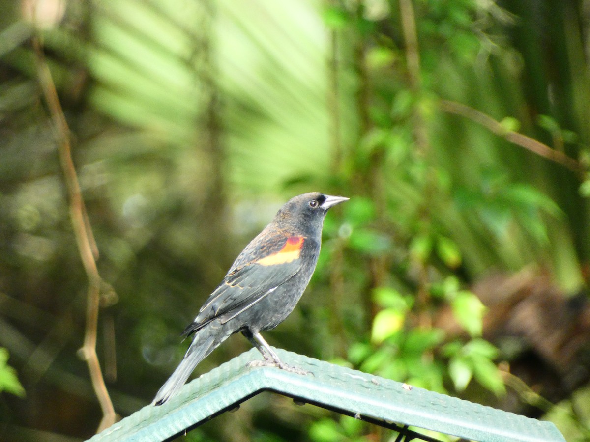 Red-winged Blackbird (Red-winged) - ML642978367