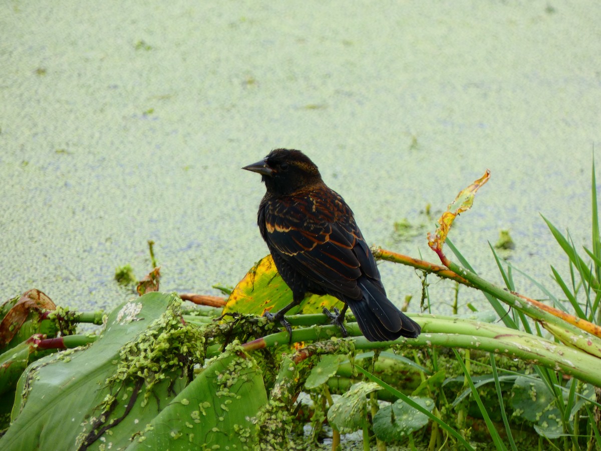 Red-winged Blackbird (Red-winged) - ML642978369