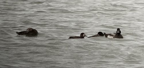 Greater Scaup - ML642978395