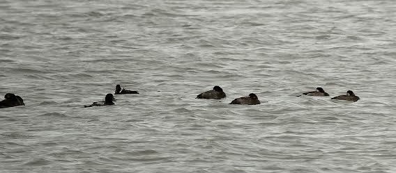 Greater Scaup - ML642978396