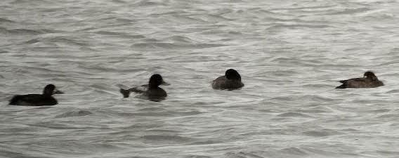 Greater Scaup - ML642978397