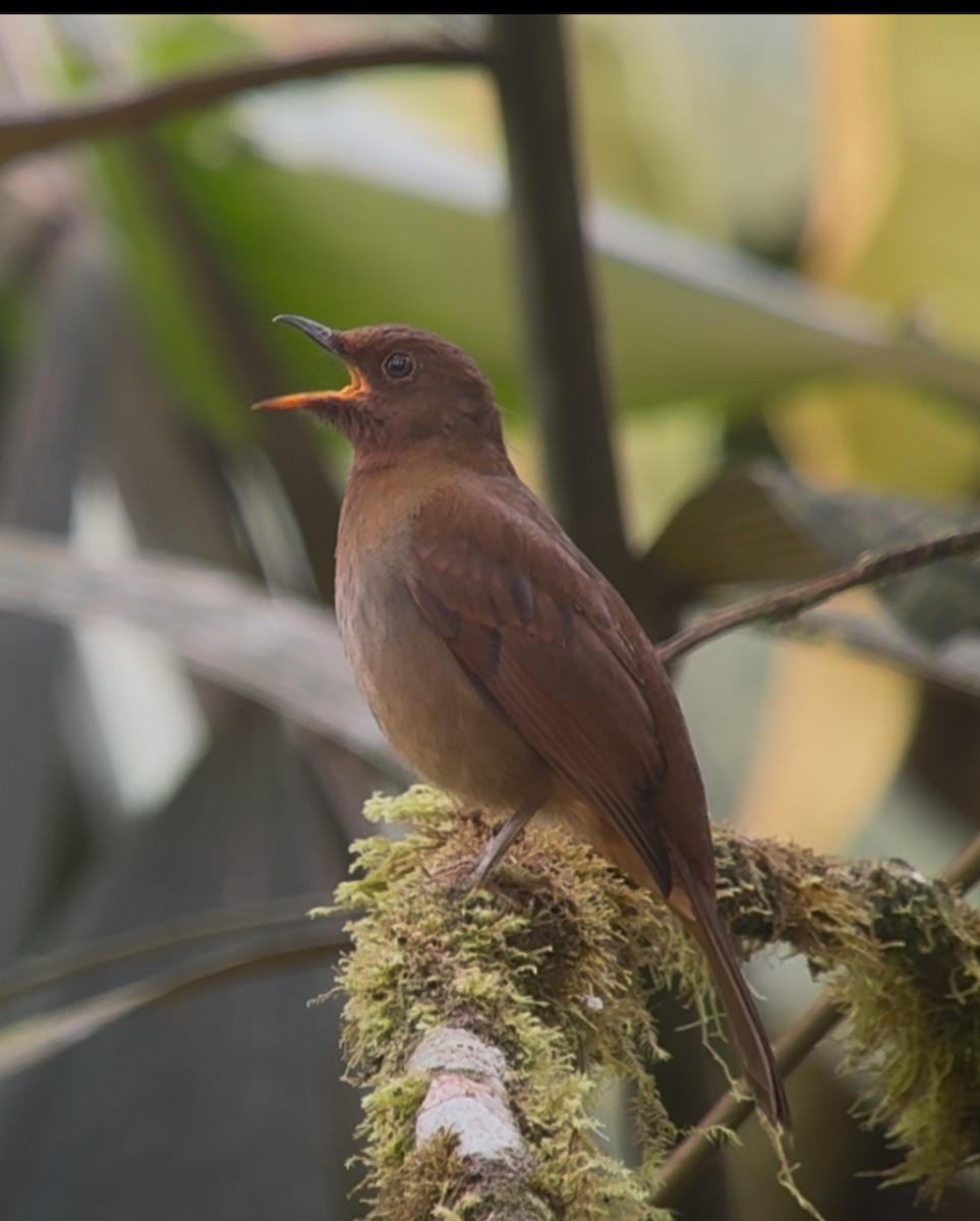 Rufous-brown Solitaire - ML642978407