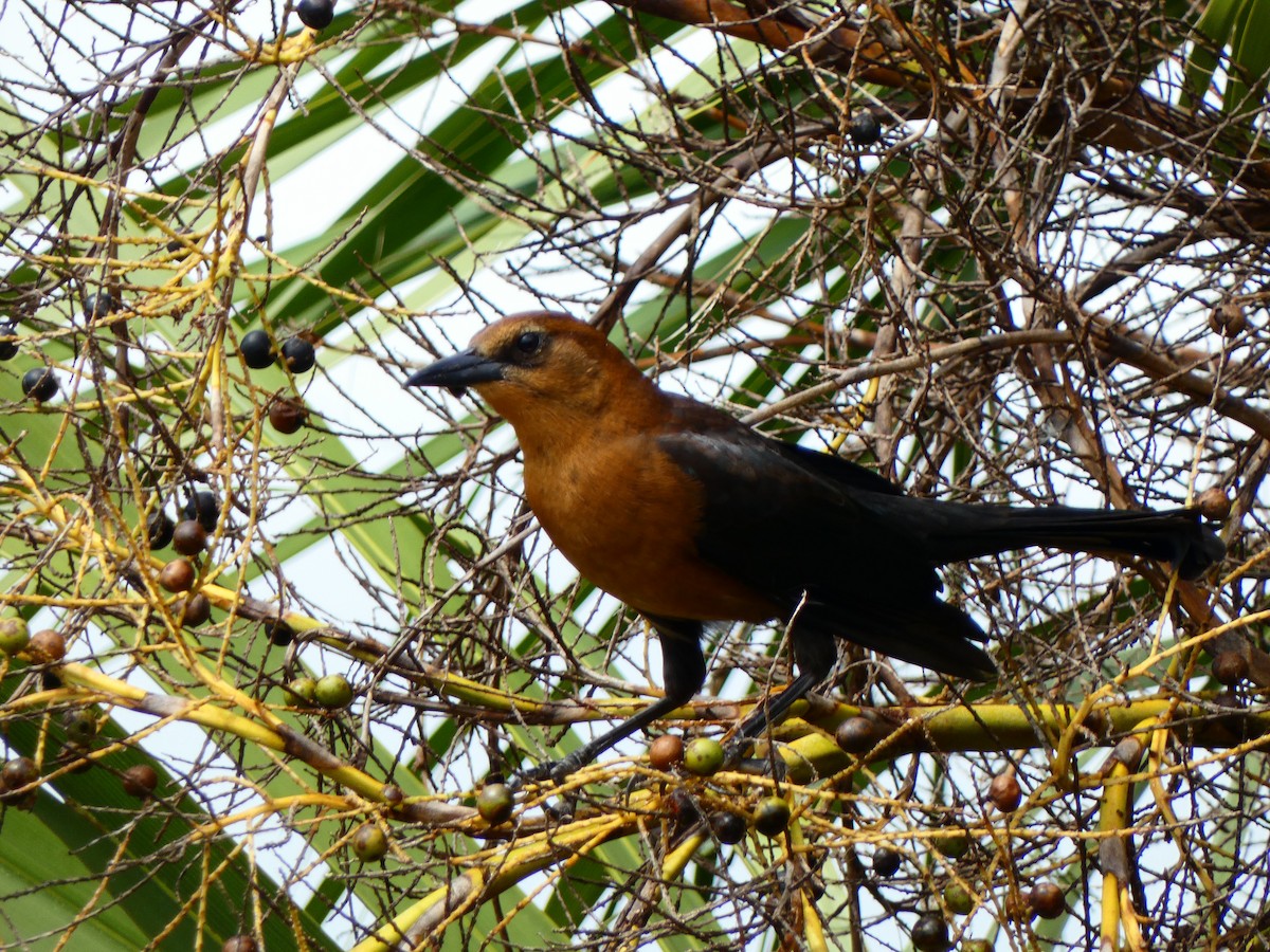 Boat-tailed Grackle (westoni) - ML642978416