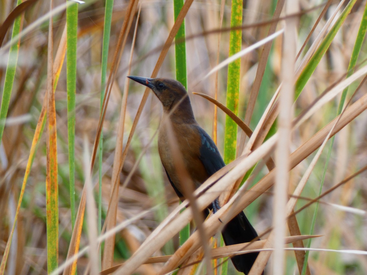 Boat-tailed Grackle (westoni) - ML642978417