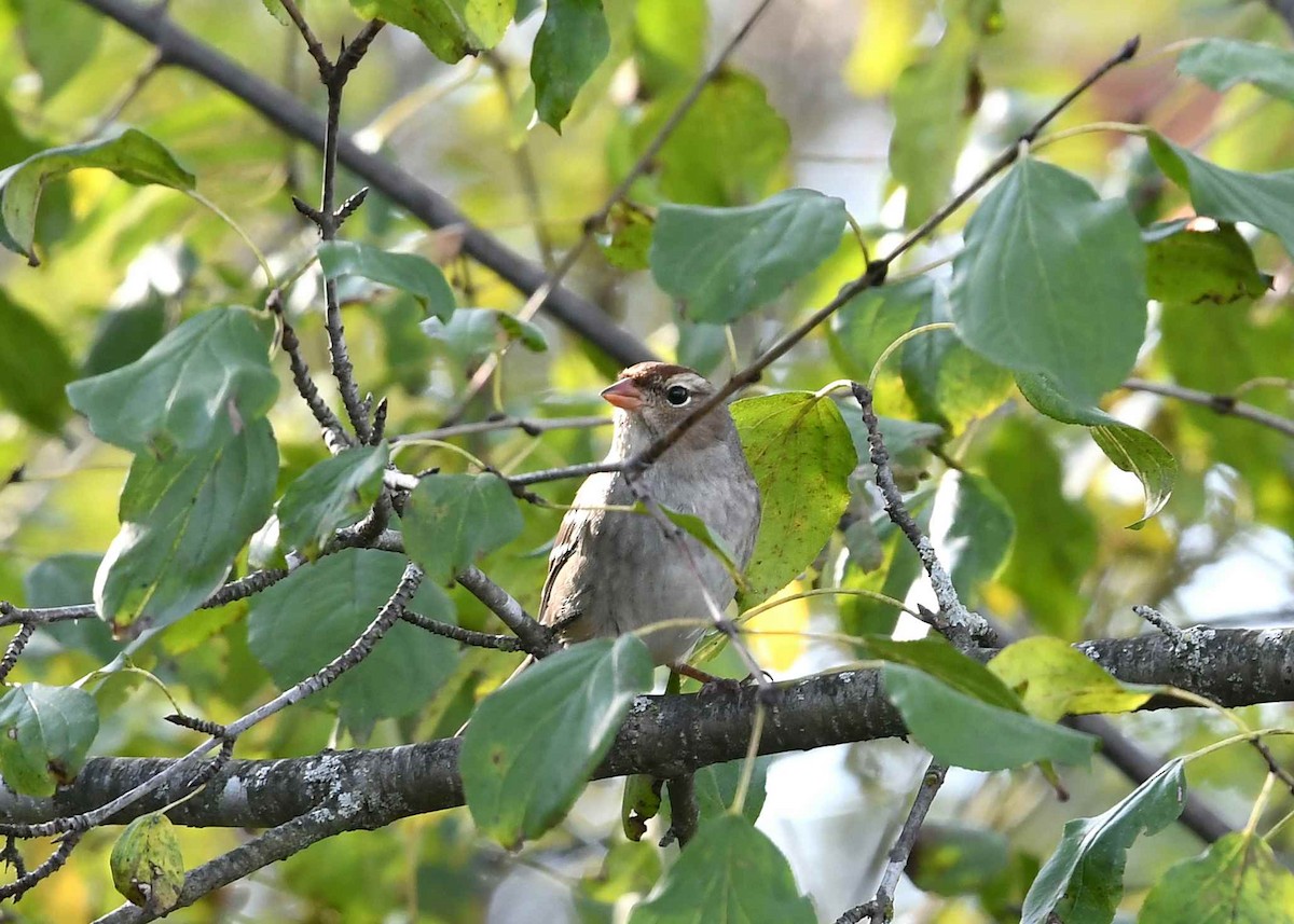 White-crowned Sparrow - ML642978423