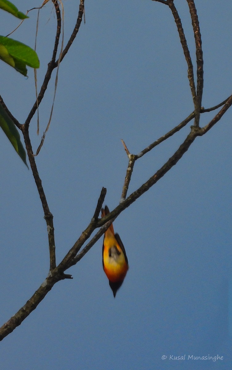 Small Minivet - ML642978424