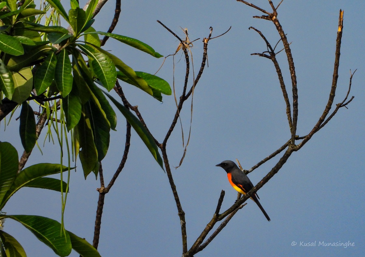 Small Minivet - ML642978425