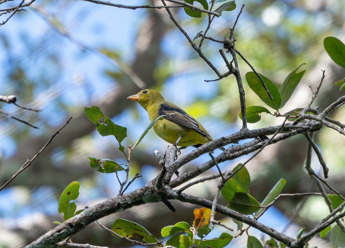 Piranga écarlate - ML642978442