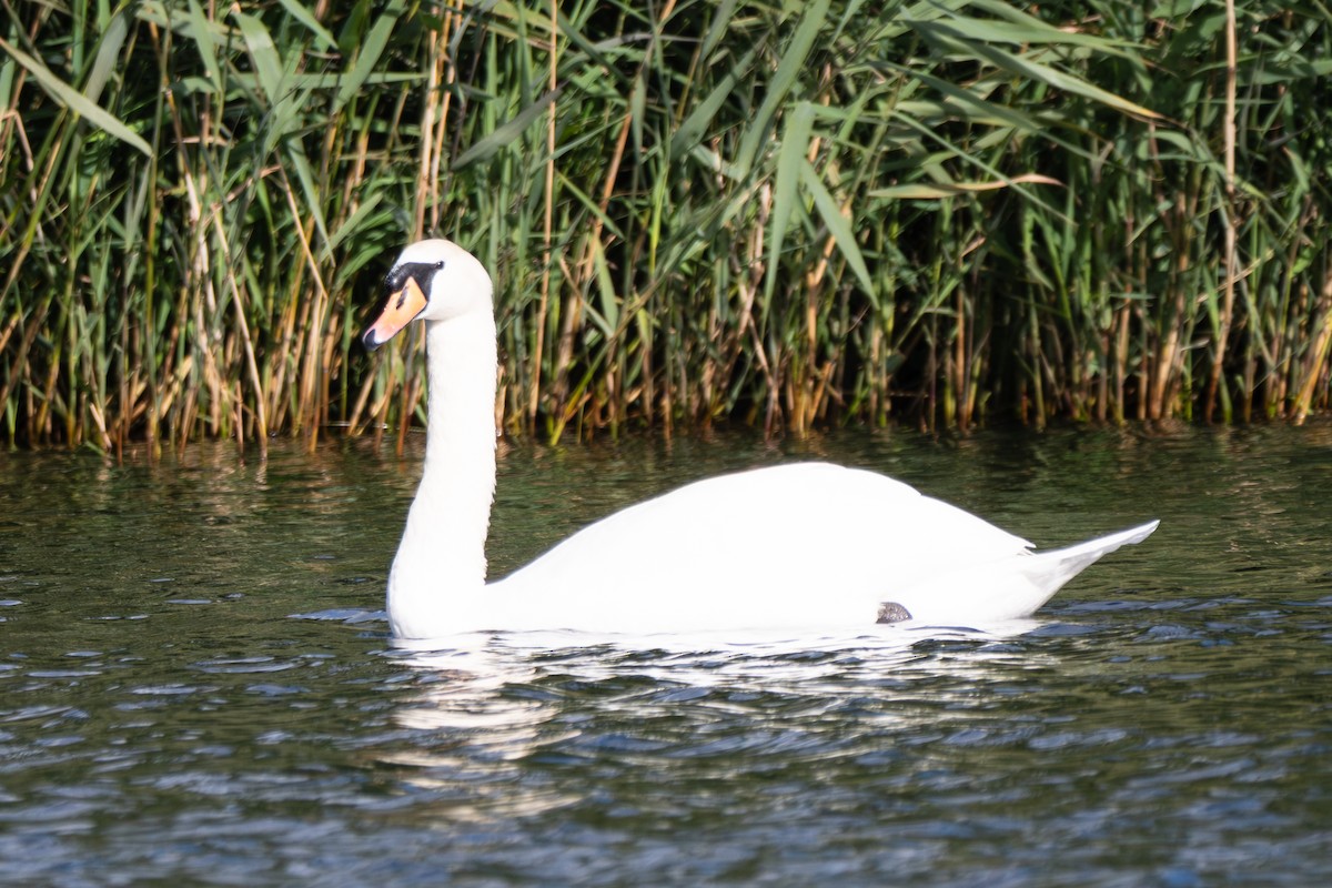 Mute Swan - ML642978455