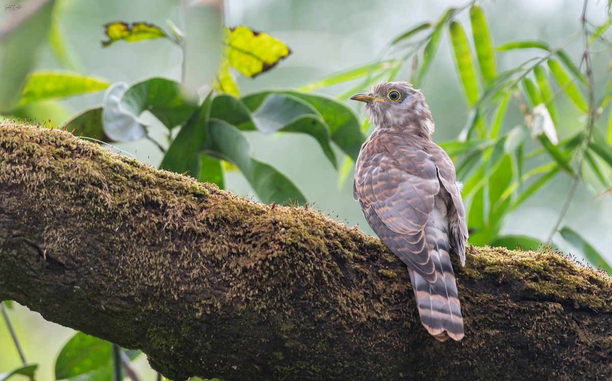 Common Hawk-Cuckoo - ML642978465