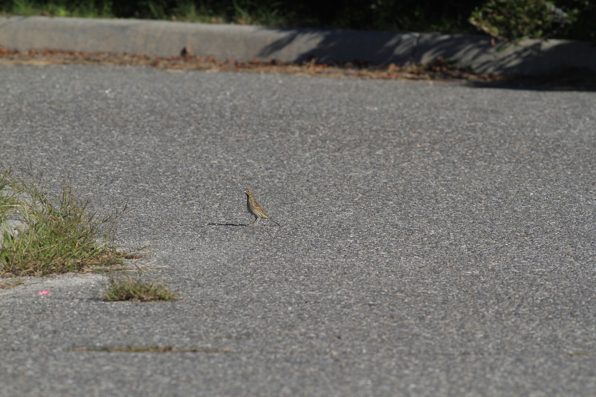 Vesper Sparrow - ML642978468