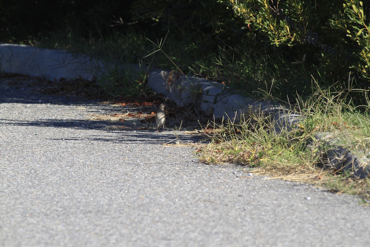 Vesper Sparrow - ML642978471