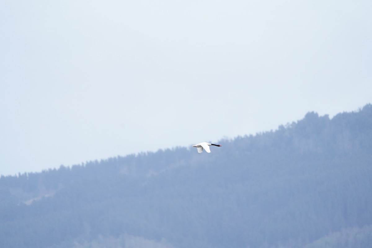Black-necked Swan - ML642978494