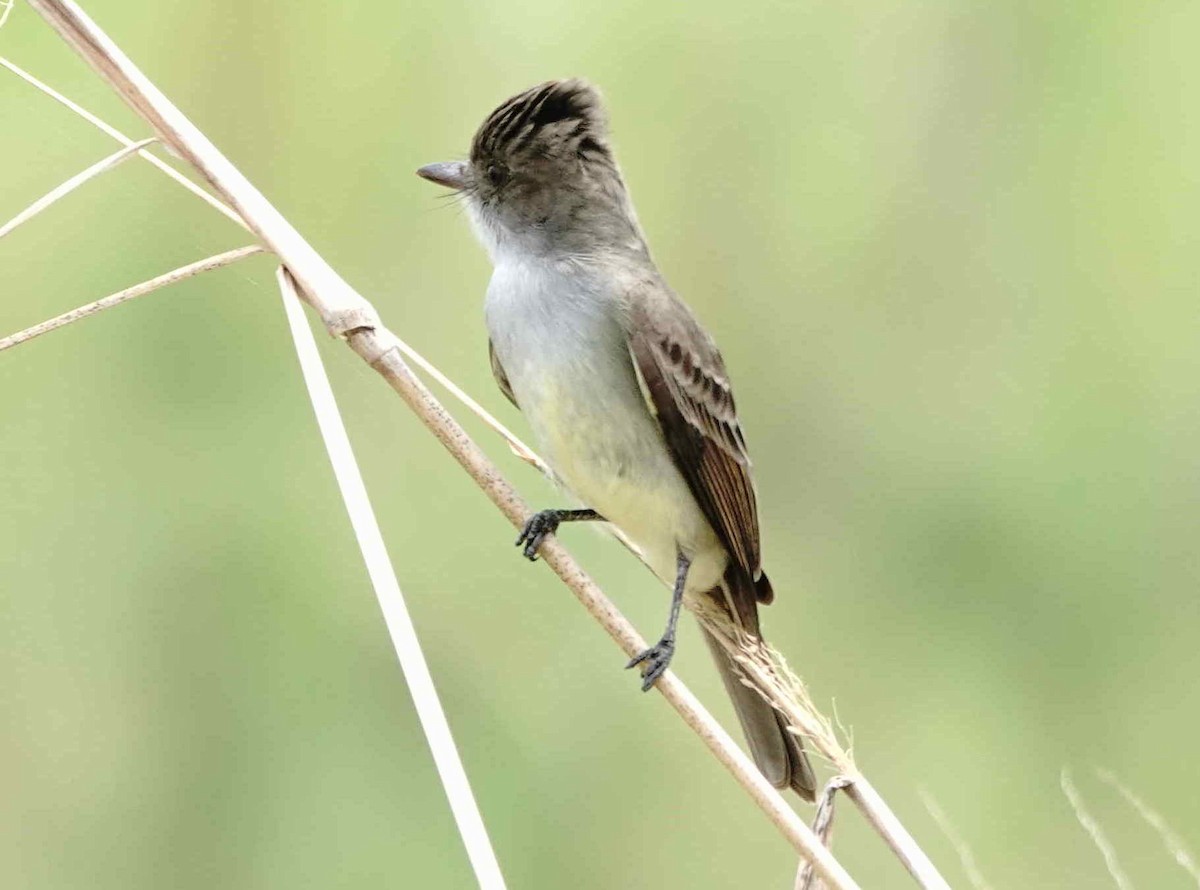 Swainson's Flycatcher - ML642978495