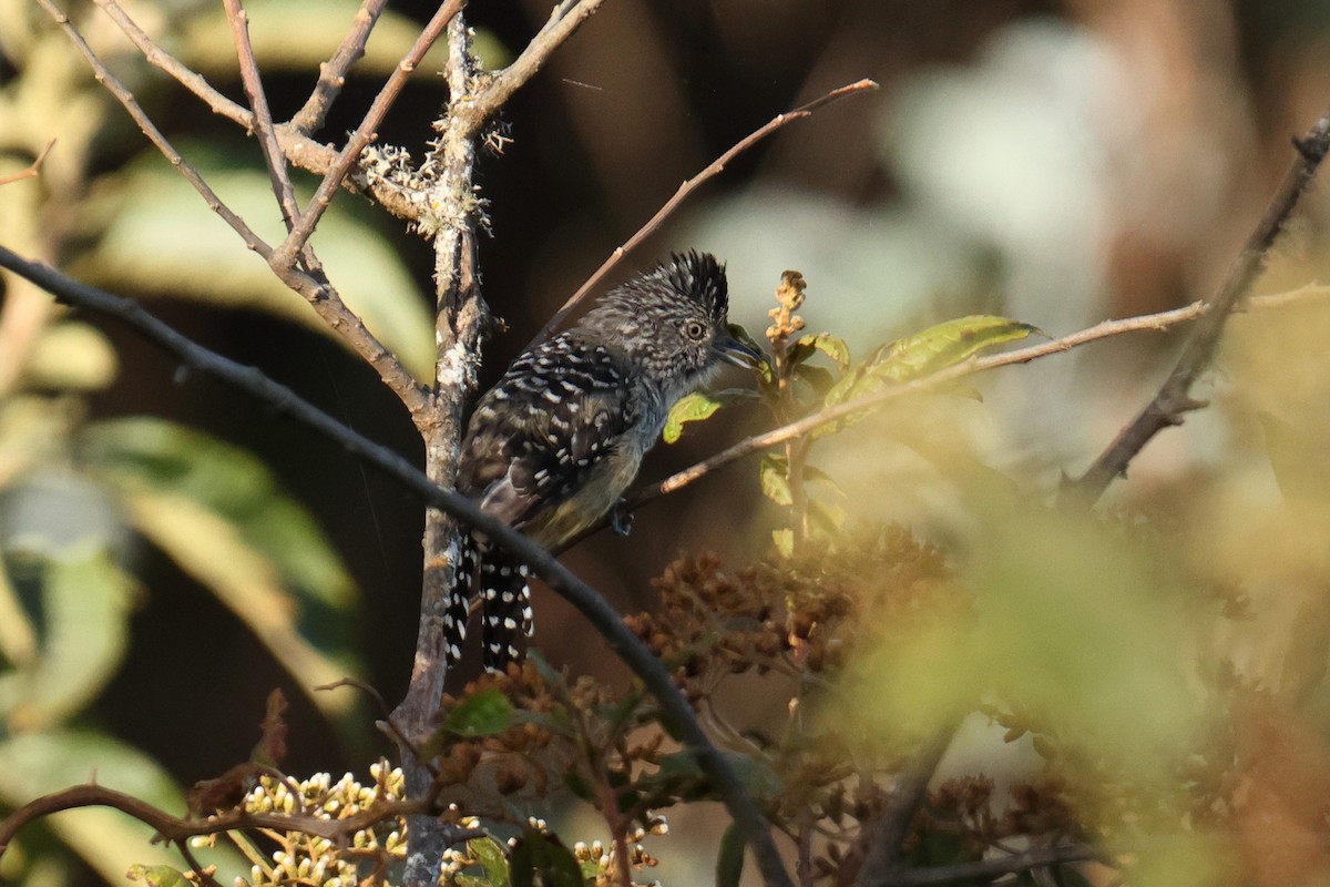 Chapman's Antshrike - ML642978525