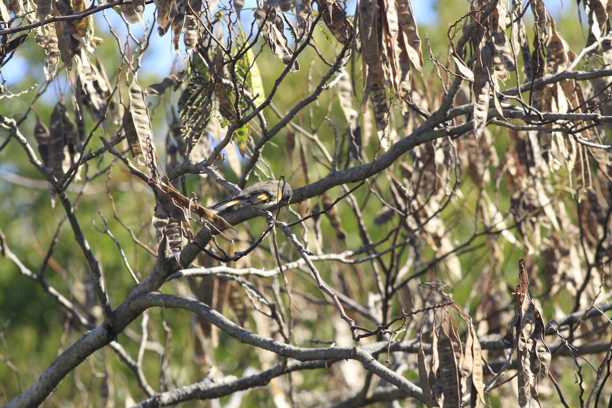 American Redstart - ML642978530