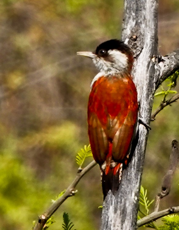 Scarlet-backed Woodpecker - ML642978602