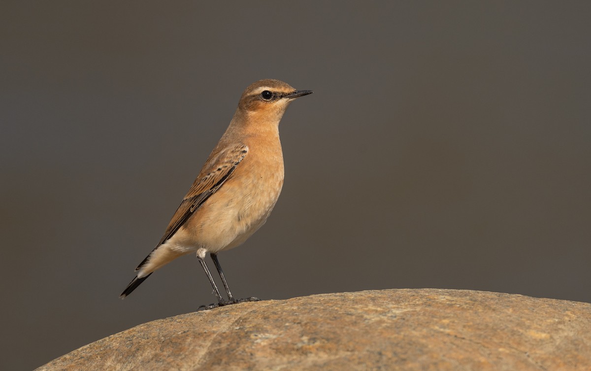 Northern Wheatear - ML642978606