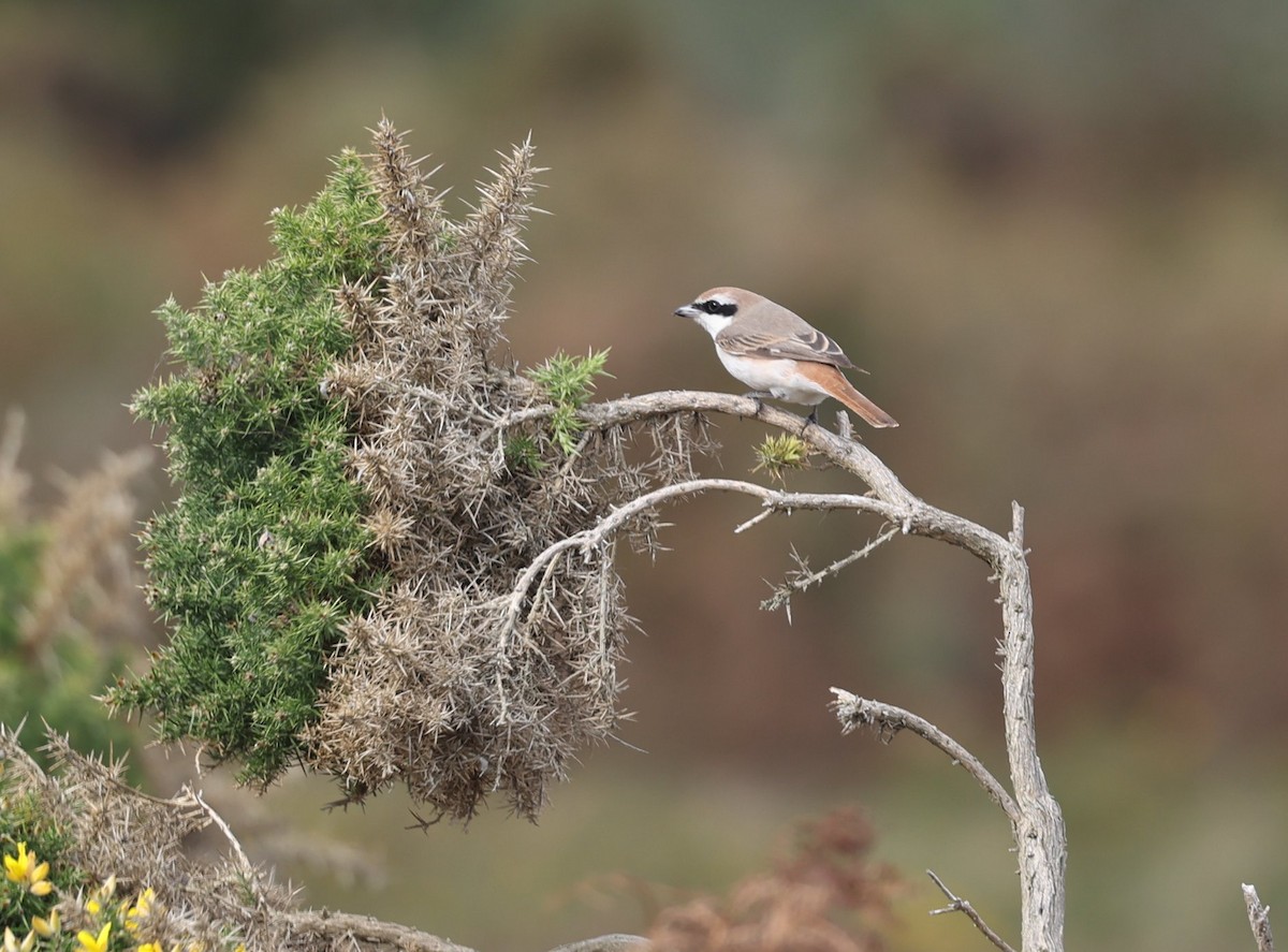 Red-tailed Shrike - ML642978640