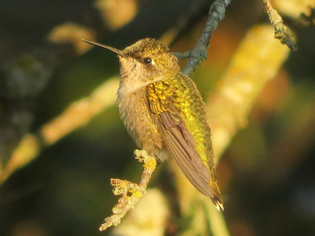Ruby-throated Hummingbird - ML642978652
