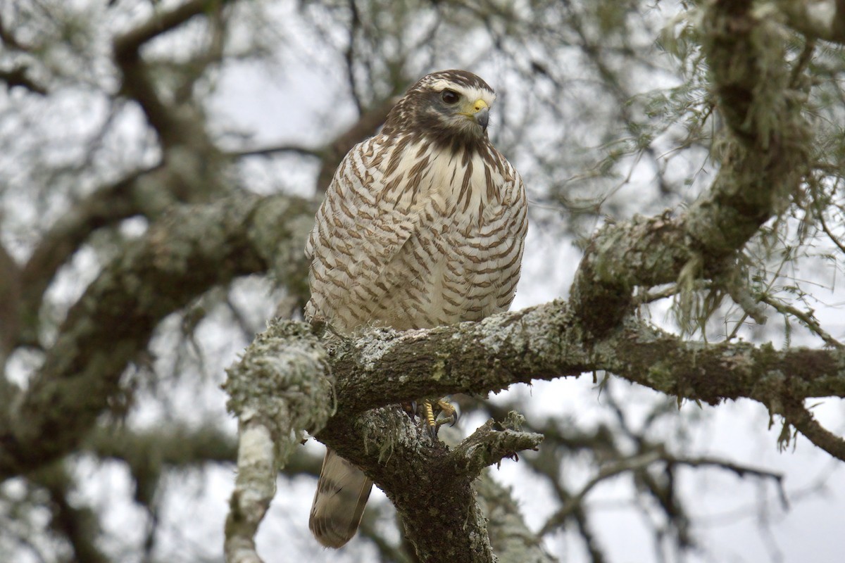 Roadside Hawk - ML642978669