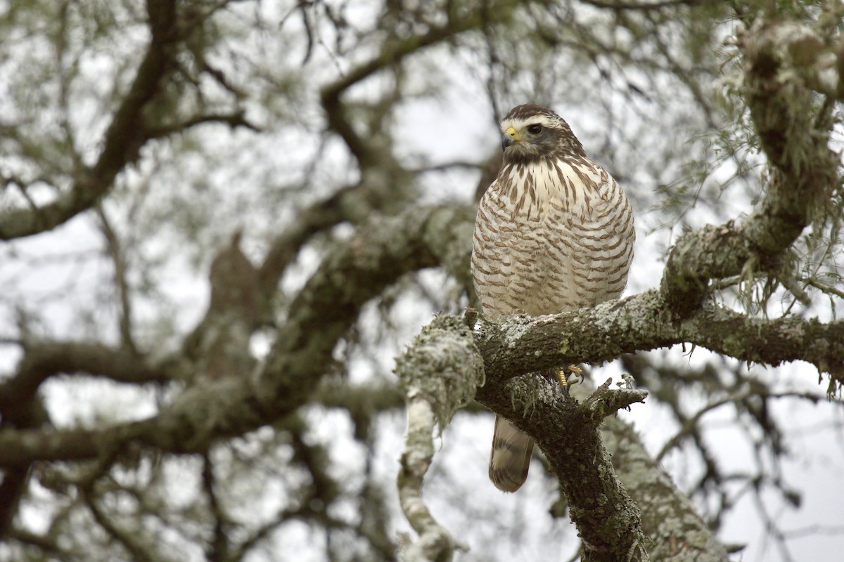 Roadside Hawk - ML642978672