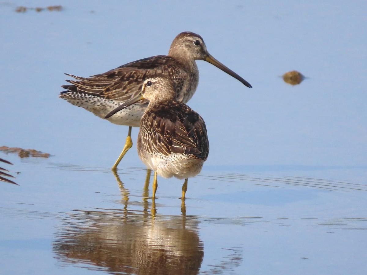 Short-billed Dowitcher - ML642978673