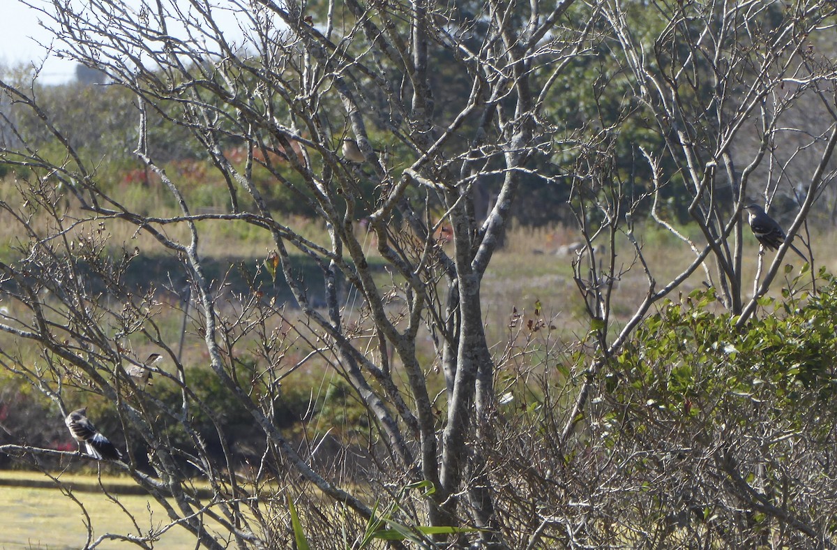 Northern Mockingbird - ML642978687