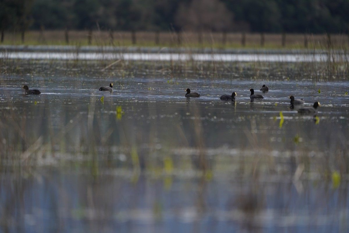 White-winged Coot - ML642978697