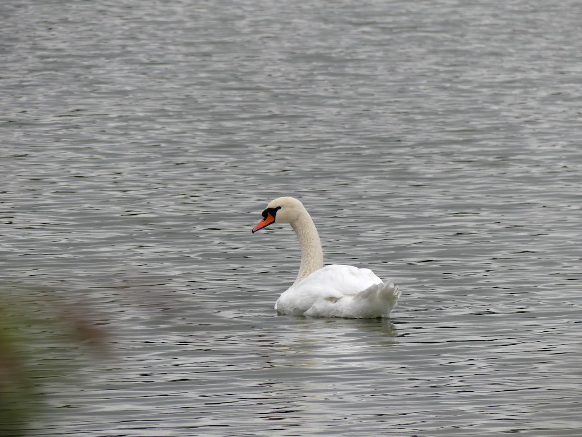 Mute Swan - ML642978699
