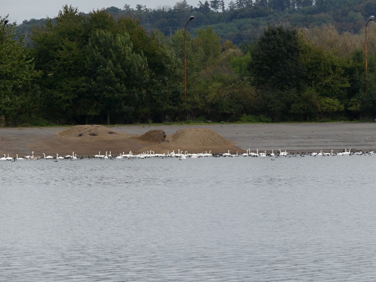 Mute Swan - ML642978700