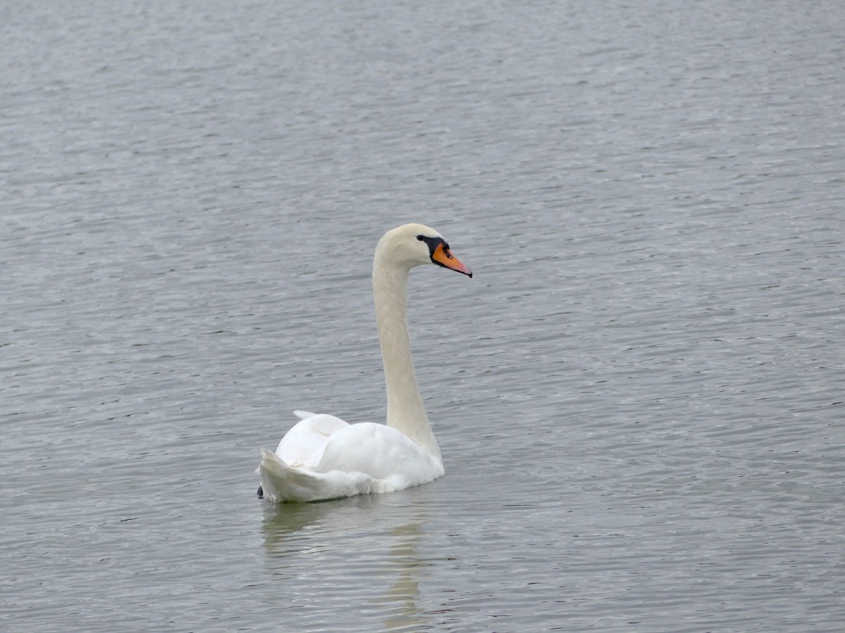 Mute Swan - ML642978701