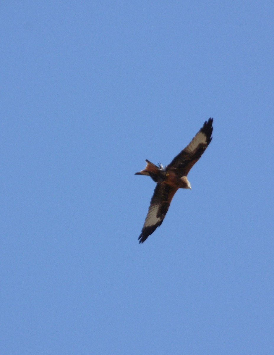 Red Kite - ML642978711