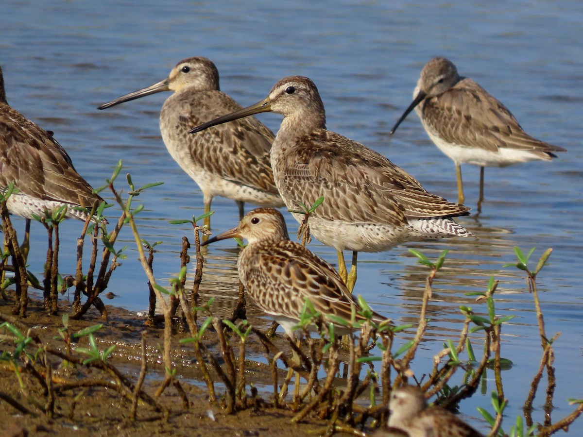 Short-billed Dowitcher - ML642978712