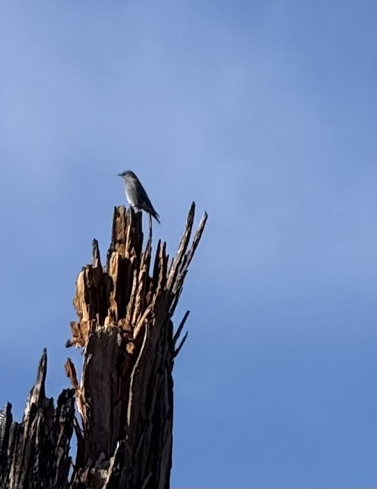Mountain Bluebird - ML642978748