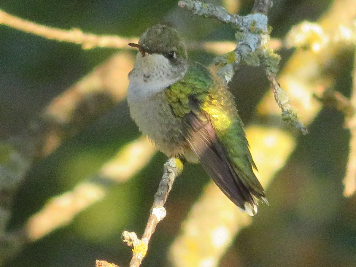 Ruby-throated Hummingbird - ML642978749