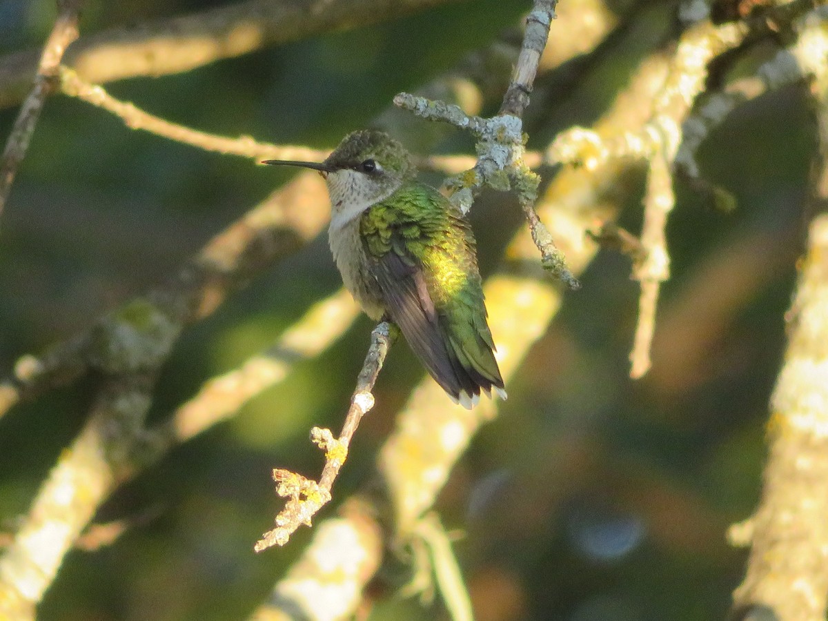Ruby-throated Hummingbird - ML642978751