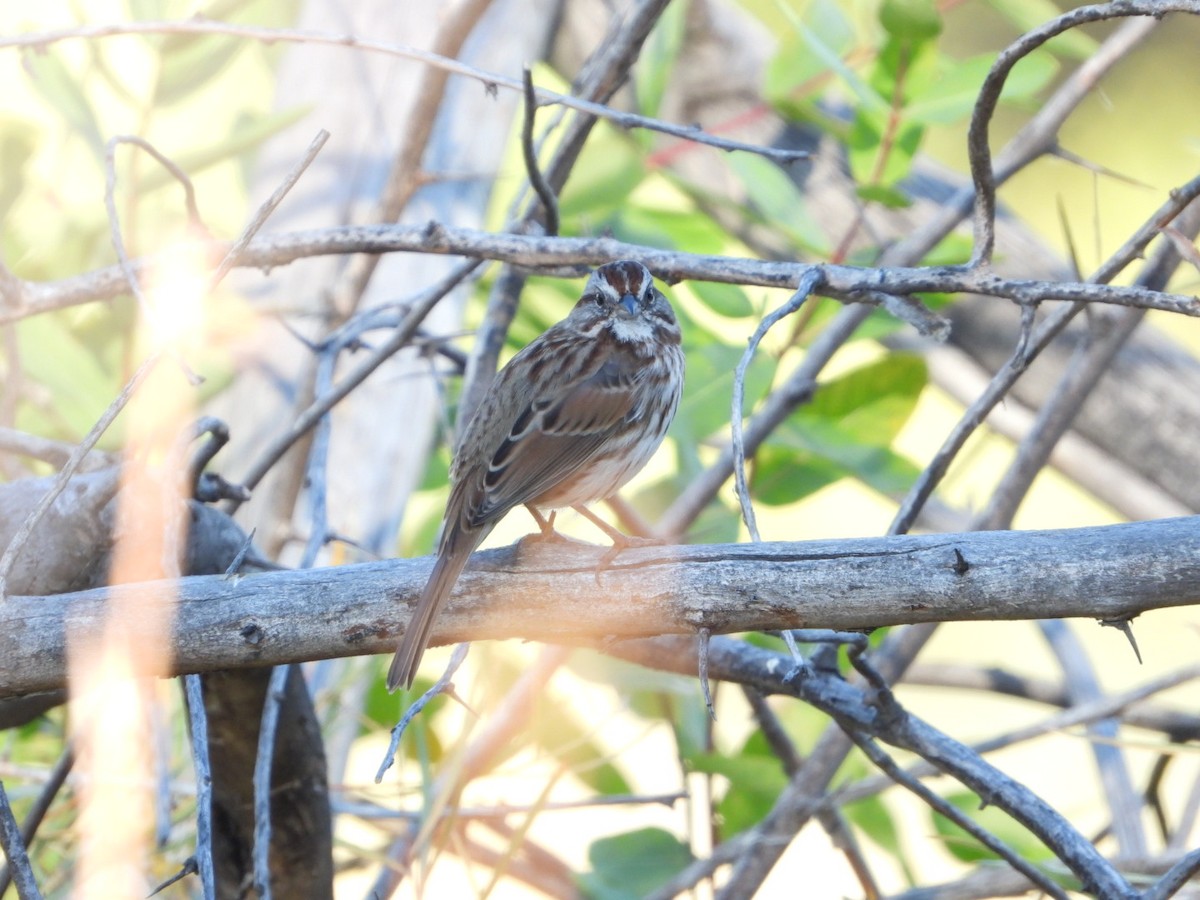 Song Sparrow - ML642978759