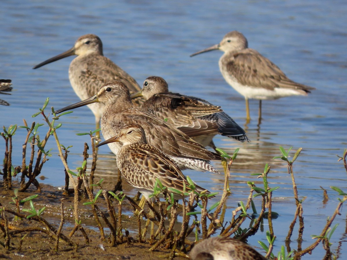 Short-billed Dowitcher - ML642978760