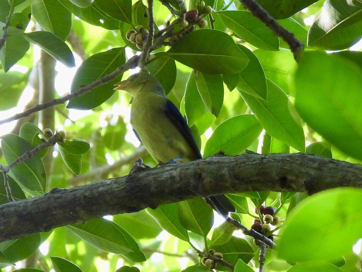 Piranga écarlate - ML642978763