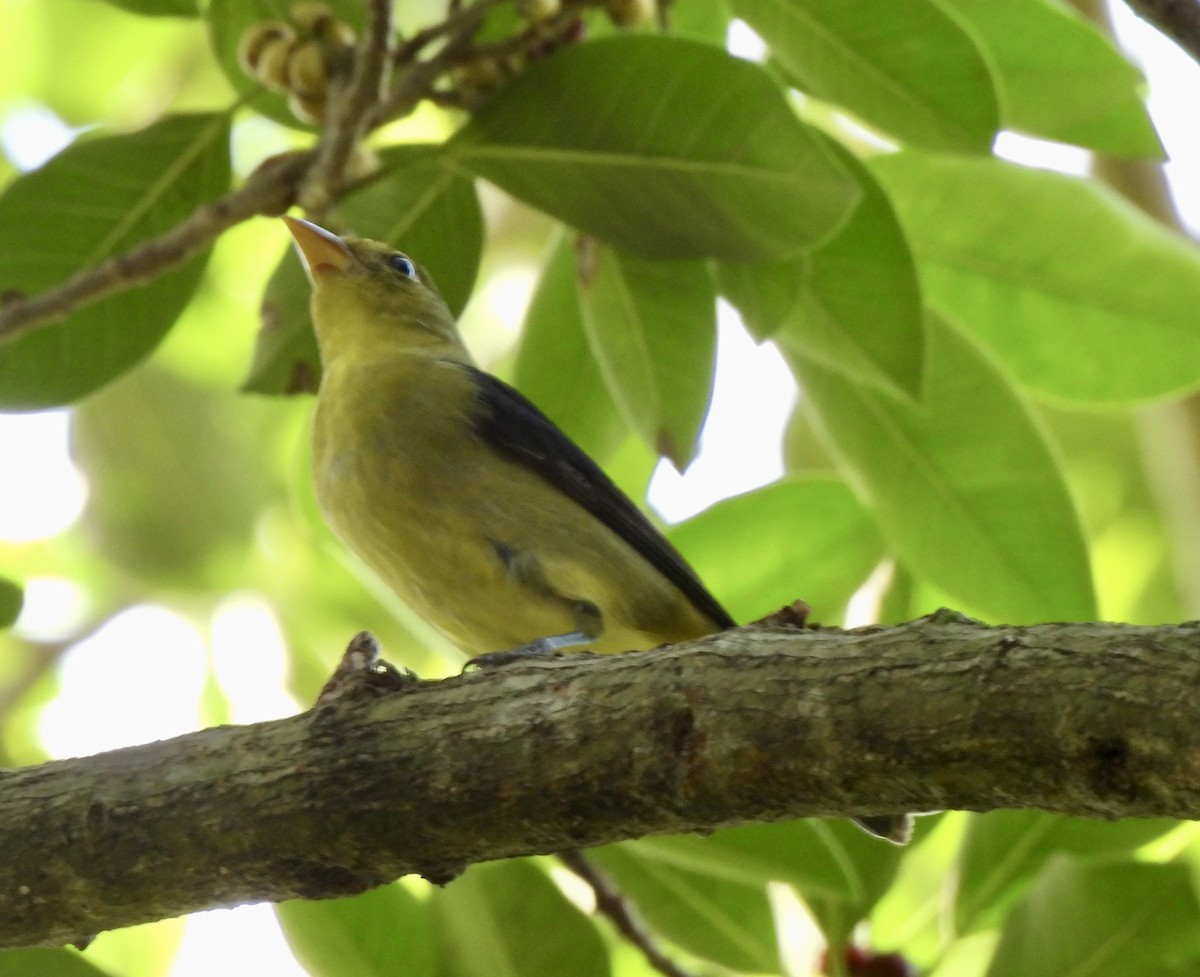 Piranga écarlate - ML642978764