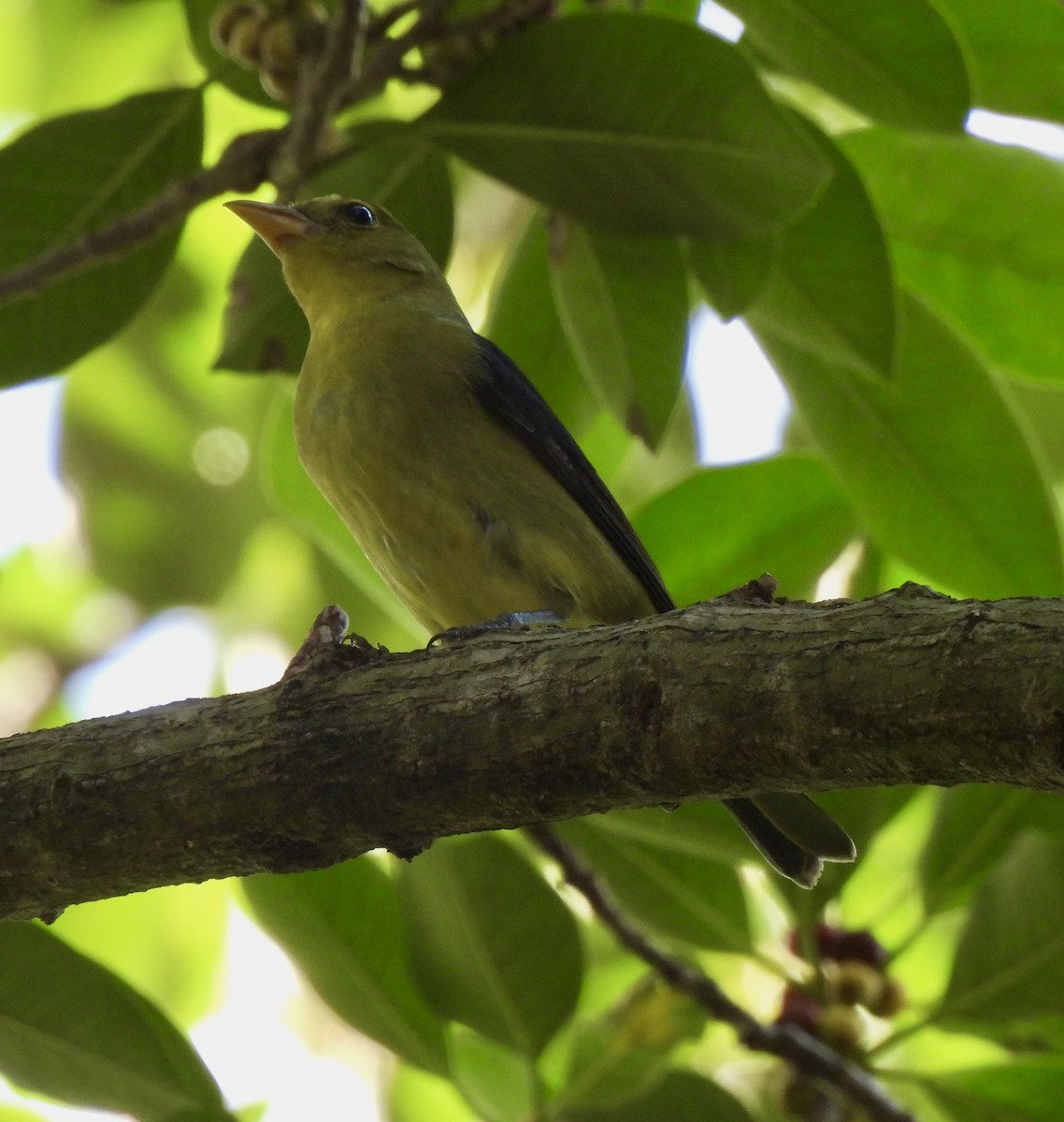 Piranga écarlate - ML642978765