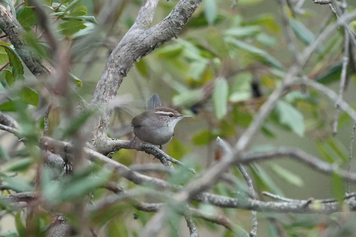 Bewick's Wren - ML642978776