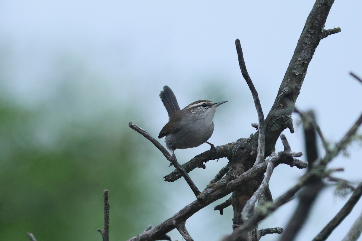Bewick's Wren - ML642978777
