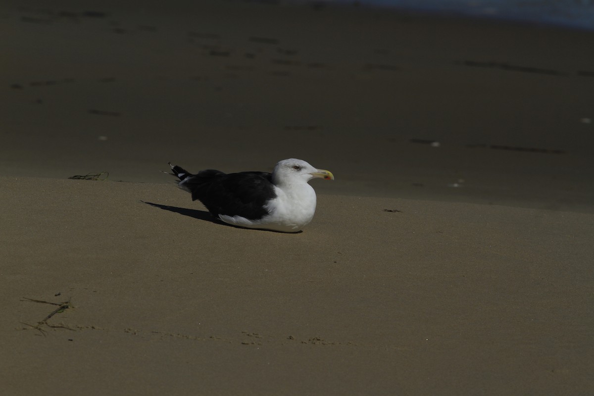 Great Black-backed Gull - ML642978782