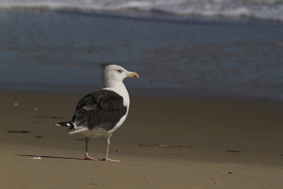 Great Black-backed Gull - ML642978783