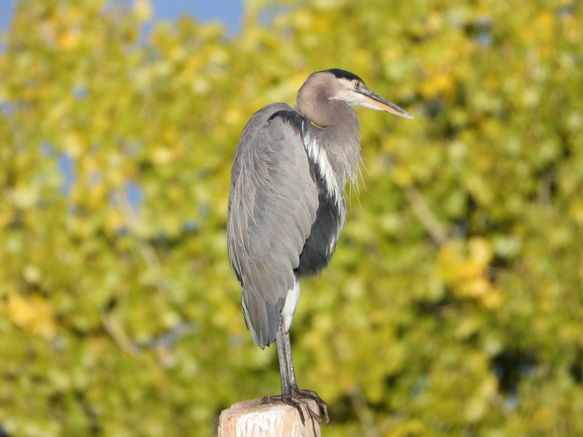 Great Blue Heron - ML642978802
