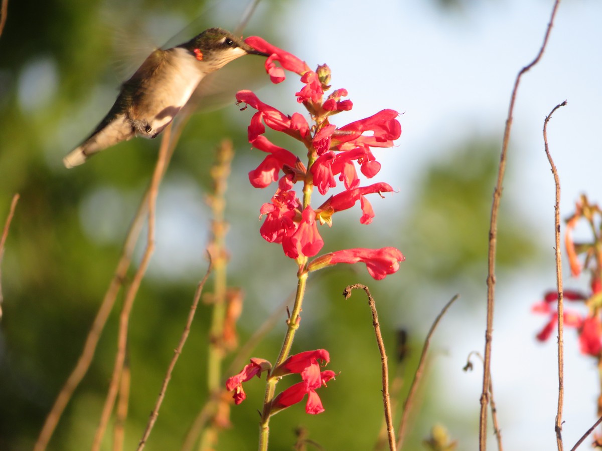 Ruby-throated Hummingbird - ML642978805